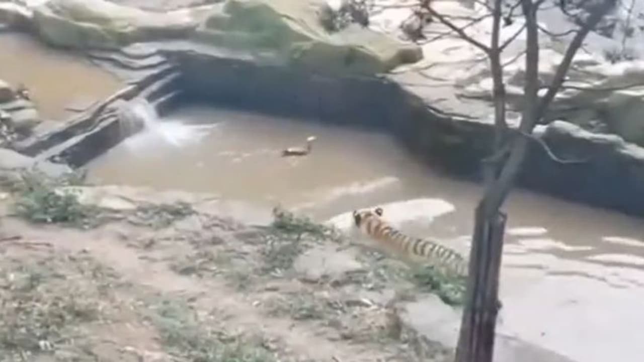 Viral Video: জলের মধ্যে হাঁসের সঙ্গে লুকোচুরি খেলা, হাঁপিয়ে গেল বাঘ