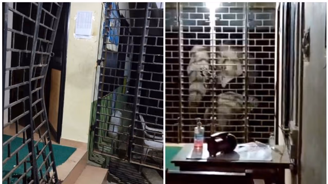 ഗ്രില്ല് തകര്ത്തു, വാതിലില് ഇടിച്ചു; പറമ്പിക്കുളത്ത് പൊലീസ് സ്റ്റേഷന് വിറപ്പിച്ച് കാട്ടാനക്കൂട്ടം ഗ്രില്ല് തകര്ത്തു, വാതിലില് ഇടിച്ചു; പറമ്പിക്കുളത്ത് പൊലീസ് സ്റ്റേഷന് വിറപ്പിച്ച് കാട്ടാനക്കൂട്ടം