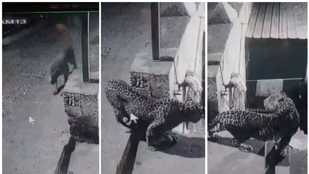 പാലക്കാട് സ്വകാര്യകോളേജ് വളപ്പിൽ പുലിയിറങ്ങി, സിസിടിവി ദൃശ്യങ്ങൾ പാലക്കാട് സ്വകാര്യകോളേജ് വളപ്പിൽ പുലിയിറങ്ങി, സിസിടിവി ദൃശ്യങ്ങൾ