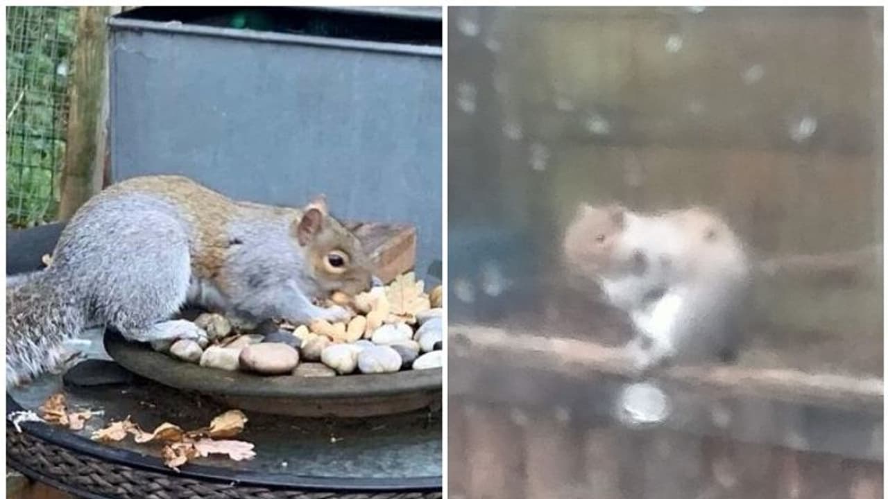 ఉడుత ఉగ్రరూపం.. రెండు రోజుల్లో 18 మందిపై దాడి.. సోషల్ మీడియాలో బోరుమన్న నెటిజన్లు ఉడుత ఉగ్రరూపం.. రెండు రోజుల్లో 18 మందిపై దాడి.. సోషల్ మీడియాలో బోరుమన్న నెటిజన్లు