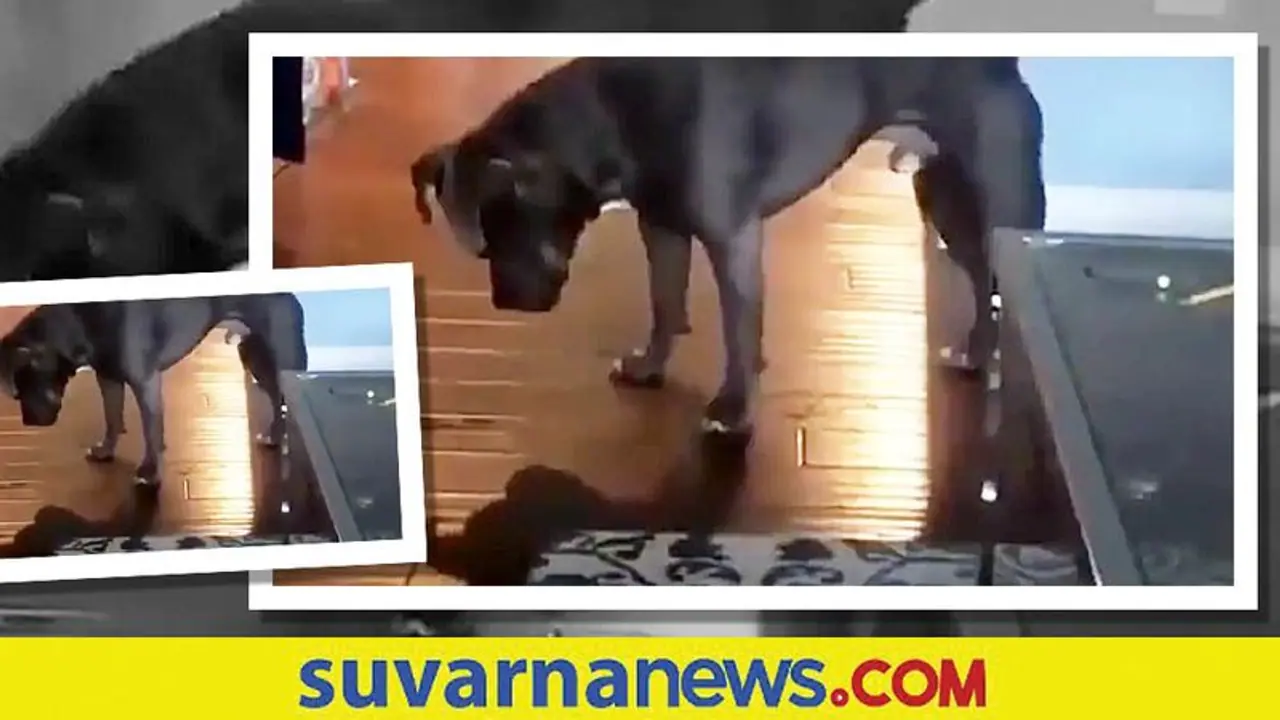 ತನ್ನ ನೆರಳಿನೊಂದಿಗೆ ಆಡುವ ಶ್ವಾನ... ನೆಟ್ಟಿಗರ ಗಮನ ಸೆಳೆದ ಕ್ಯೂಟ್ ವಿಡಿಯೋ ತನ್ನ ನೆರಳಿನೊಂದಿಗೆ ಆಡುವ ಶ್ವಾನ... ನೆಟ್ಟಿಗರ ಗಮನ ಸೆಳೆದ ಕ್ಯೂಟ್ ವಿಡಿಯೋ