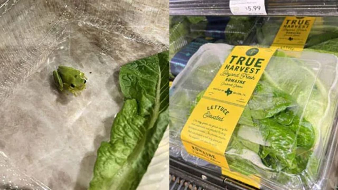 Frog : സാലഡ് ബോക്‌സ് തുറന്നപ്പോള്‍ കണ്ടത് തവളക്കുഞ്ഞിനെ; പിന്നീട് സംഭവിച്ചത്...