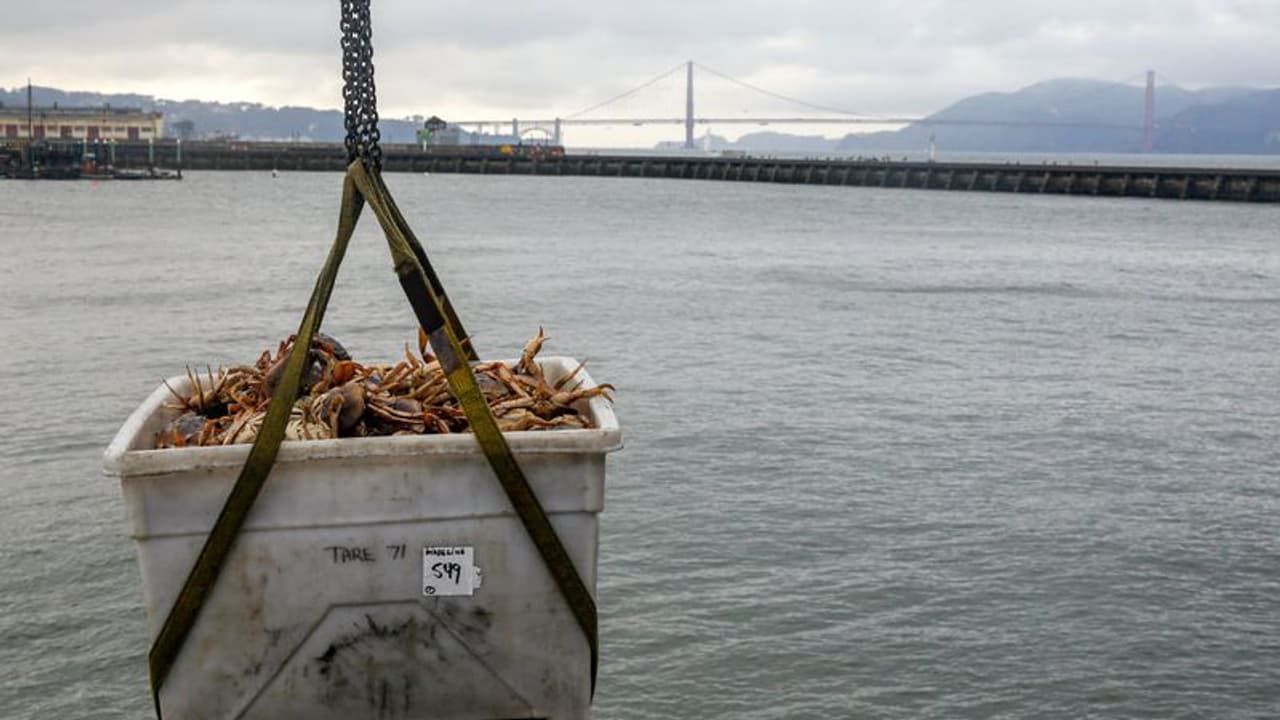 Business Idea স্বল্প পুঁজি বিনিয়োগে মোটা আয়ের সুযোগ, শুরু করুন মৎস পালনের ব্যবসা, পেয়ে যান সরকারি সাহায্য Business Idea স্বল্প পুঁজি বিনিয়োগে মোটা আয়ের সুযোগ, শুরু করুন মৎস পালনের ব্যবসা, পেয়ে যান সরকারি সাহায্য