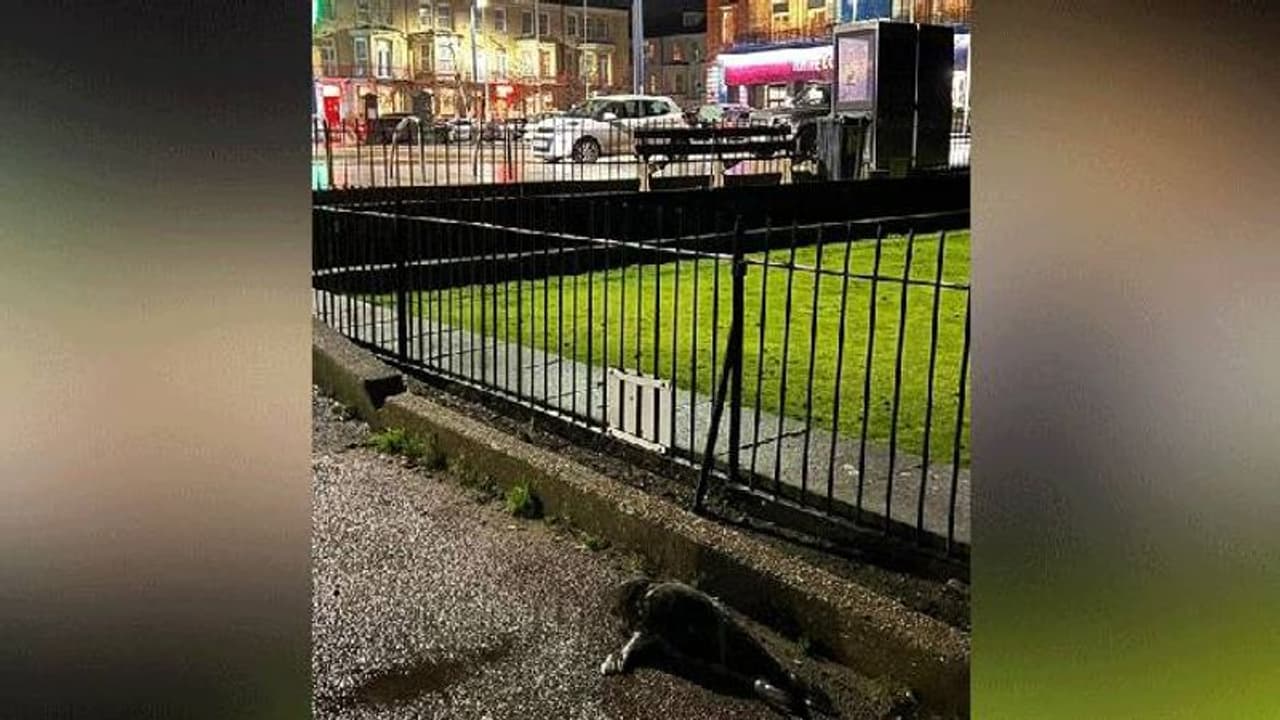 കടലിൽ നിന്നും ആഴ്ചകൾ മാത്രം പ്രായമുള്ള സീൽക്കുഞ്ഞിനെ കടിച്ച് റോഡരികിൽ കൊണ്ടിട്ട് നായ