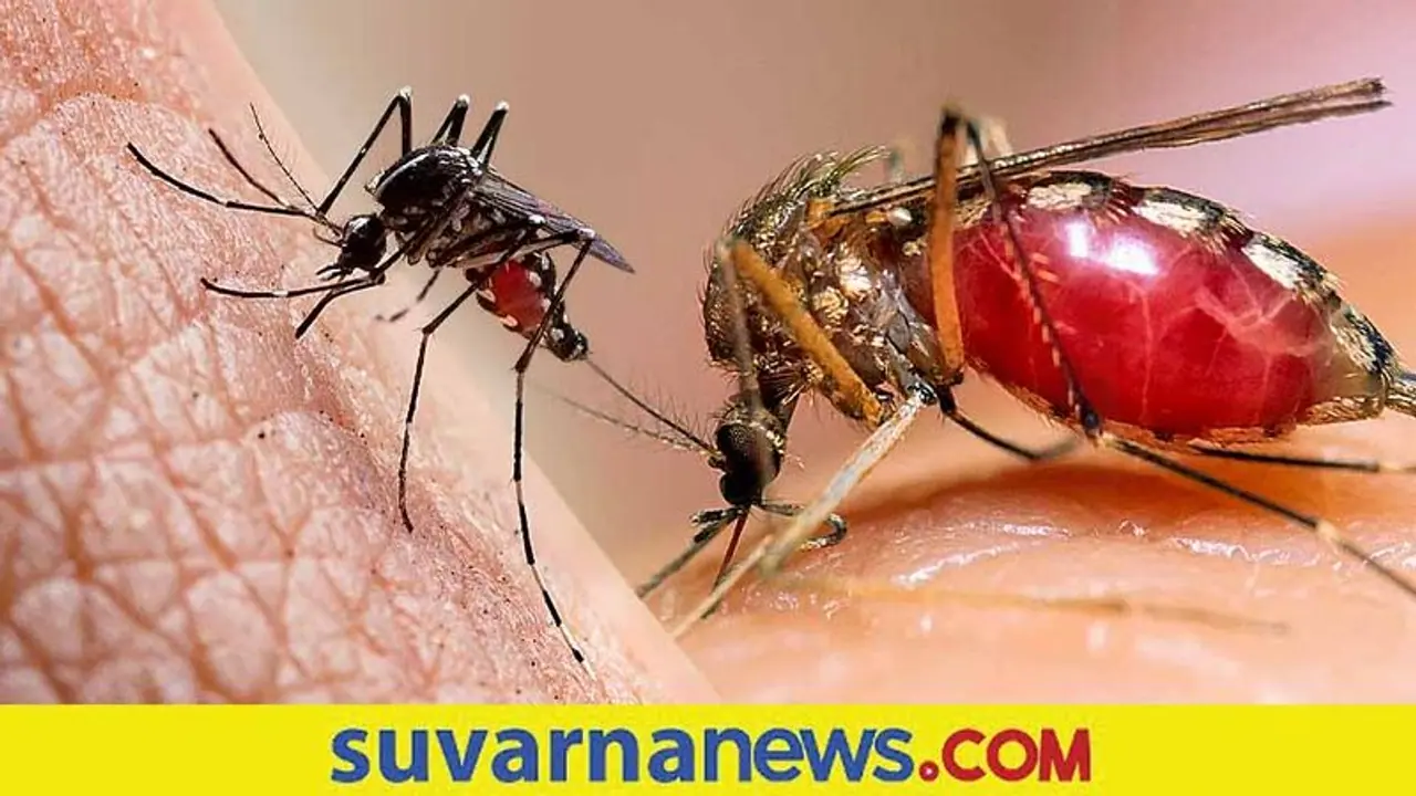 ಭೂಮಿಯಲ್ಲಿ ಸೊಳ್ಳೆಗಳೇ ಇಲ್ಲವೆಂದಾದರೆ ಏನಾಗುತ್ತೆ? ವಿಜ್ಞಾನಿಗಳು ಕೊಟ್ಟ ಅಚ್ಚರಿಯ ಉತ್ತರ! ಭೂಮಿಯಲ್ಲಿ ಸೊಳ್ಳೆಗಳೇ ಇಲ್ಲವೆಂದಾದರೆ ಏನಾಗುತ್ತೆ? ವಿಜ್ಞಾನಿಗಳು ಕೊಟ್ಟ ಅಚ್ಚರಿಯ ಉತ್ತರ!