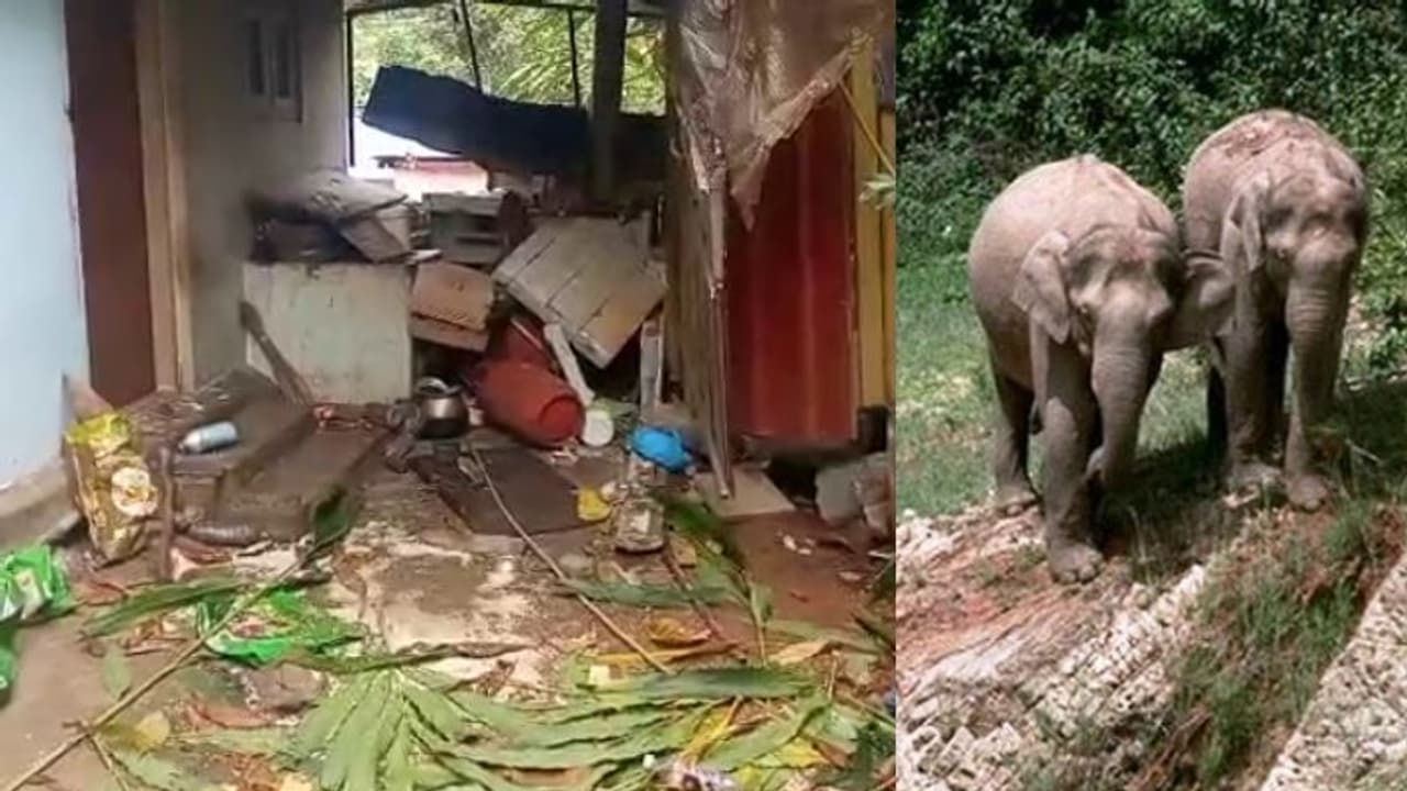 ജനവാസ മേഖലയിലേക്ക് എത്തിയത് ഏഴ് ആനകള്‍; കാട്ടാനയുടെ ആക്രമണത്തില്‍ വലഞ്ഞ് തോണ്ടിമല