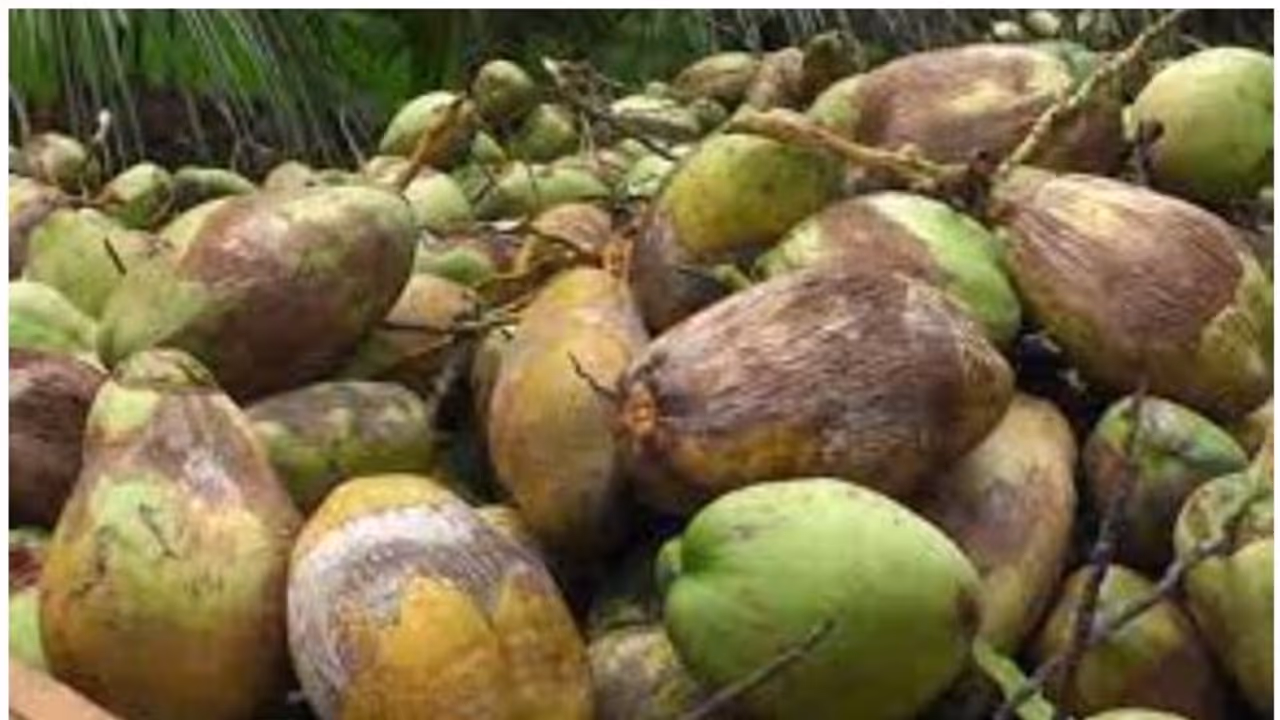 അപകടത്തില്പ്പെട്ട് തേങ്ങാലോറി; റോഡില് നിരന്ന് തേങ്ങകള്, പിന്നീട് നടന്നത്... അപകടത്തില്പ്പെട്ട് തേങ്ങാലോറി; റോഡില് നിരന്ന് തേങ്ങകള്, പിന്നീട് നടന്നത്...