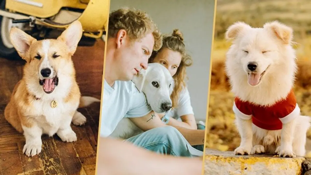 Power of pooches: Pet therapies are essential in coping with anxiety, stress and more; read