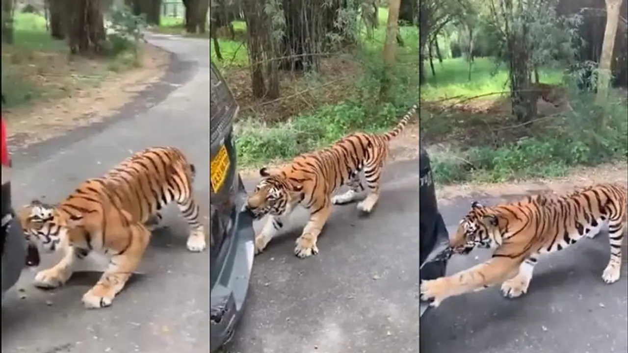 కారును పళ్లతో లాగుతూ.. బీభత్సం సృష్టించిన పులి... వీడియో షేర్ చేసిన ఆనంద్ మహీంద్రా... కారును పళ్లతో లాగుతూ.. బీభత్సం సృష్టించిన పులి... వీడియో షేర్ చేసిన ఆనంద్ మహీంద్రా...