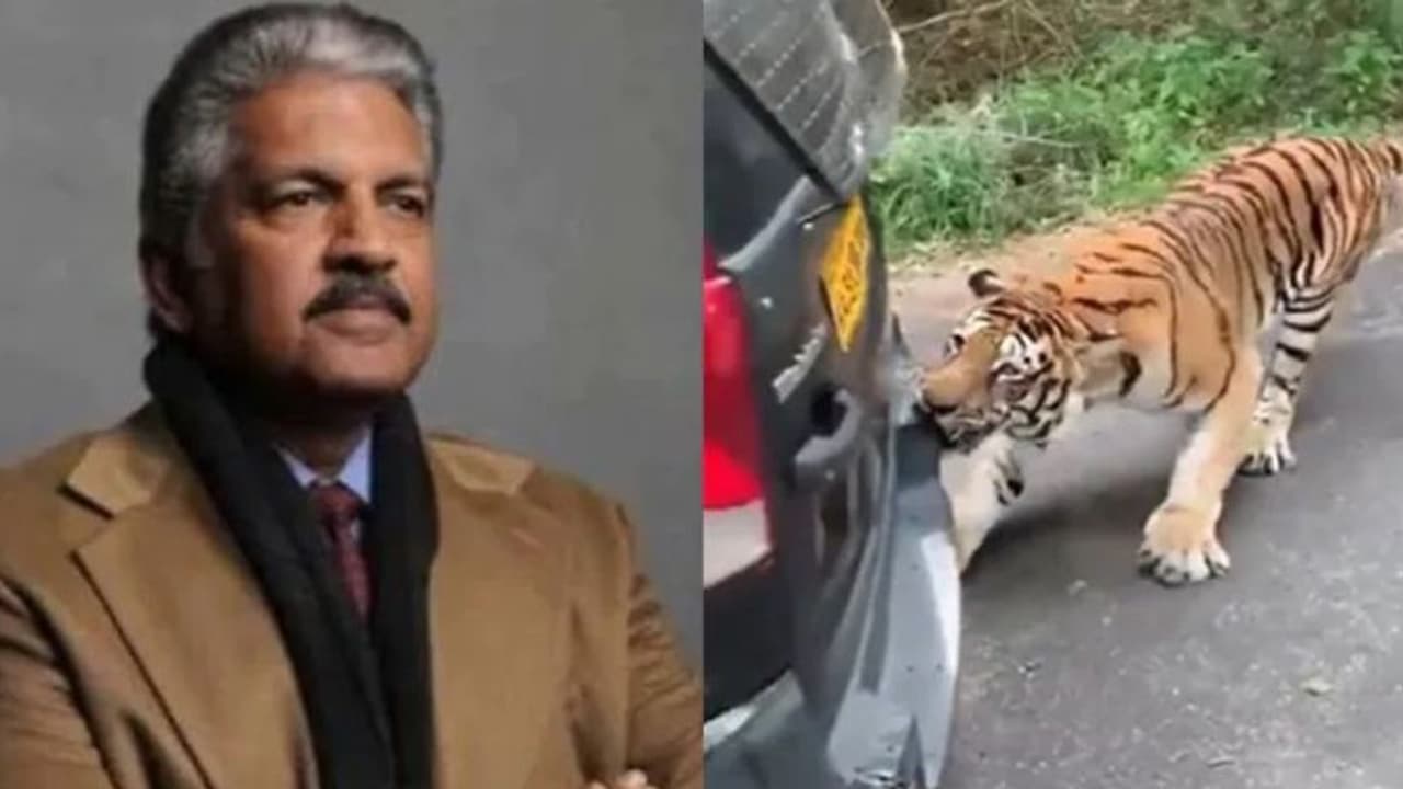 Xylo Tiger : സൈലോ കടിച്ചുവലിച്ച് കടുവ, മഹീന്ദ്ര വണ്ടികളുടെ രുചി പിടിച്ചിട്ടെന്ന് മുതലാളി!