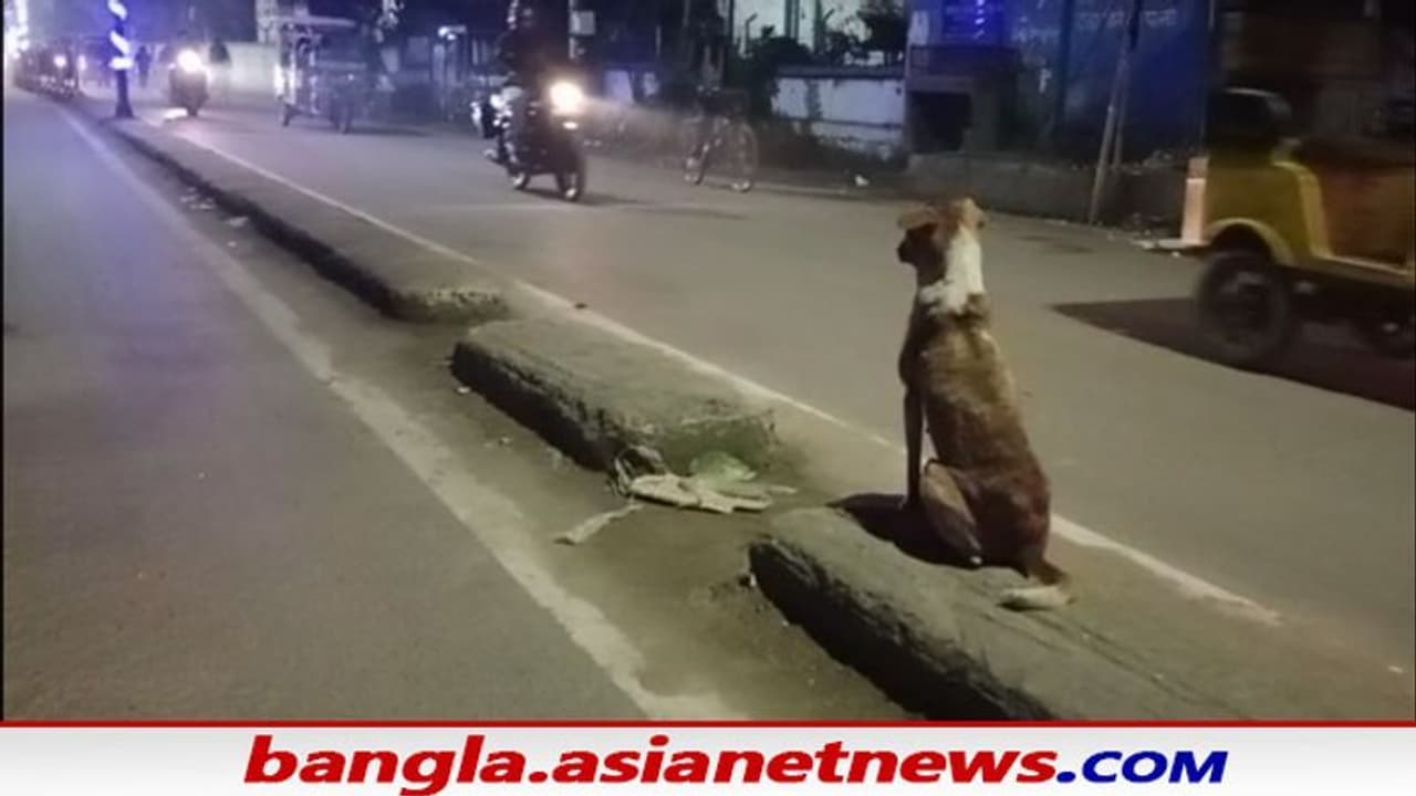 সন্ধ্যে নামলেই পাগলা কুকুরের ভয়ে তটস্থ পুরুলিয়া শহর, ইতিমধ্যেই কুকুরের কামড়ে আহত ১২ সন্ধ্যে নামলেই পাগলা কুকুরের ভয়ে তটস্থ পুরুলিয়া শহর, ইতিমধ্যেই কুকুরের কামড়ে আহত ১২