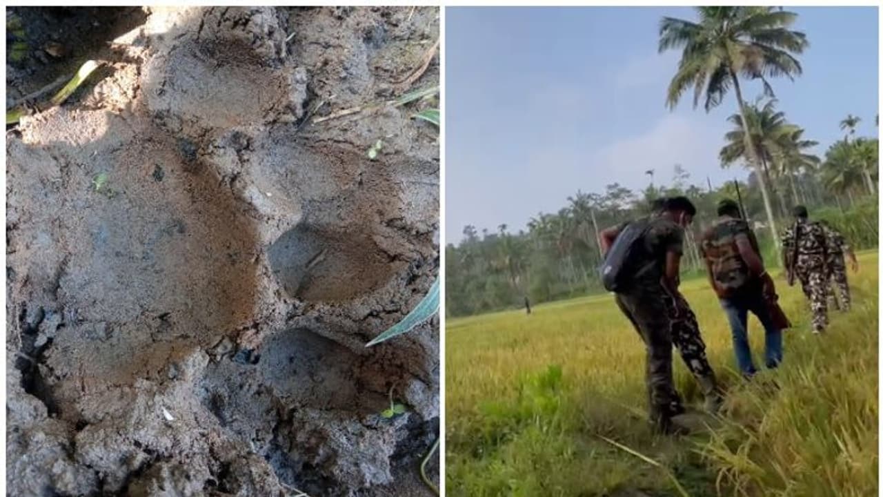 Tiger threat in Wayanad: കുറുക്കന്മൂലയില് വീണ്ടും കടുവയുടെ കാല്പ്പാട് ; മറ്റൊരു കടുവയുടേതെന്ന് വനംവകുപ്പ് Tiger threat in Wayanad: കുറുക്കന്മൂലയില് വീണ്ടും കടുവയുടെ കാല്പ്പാട് ; മറ്റൊരു കടുവയുടേതെന്ന് വനംവകുപ്പ്