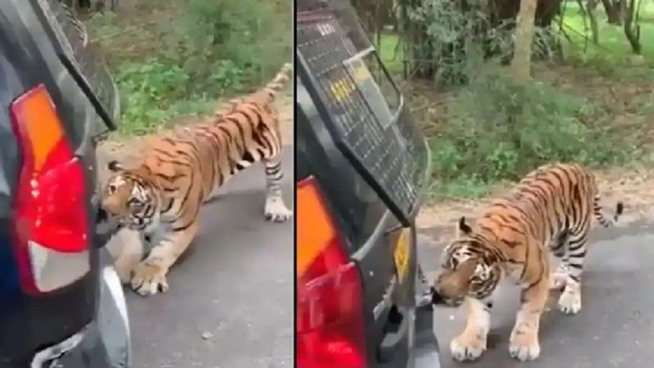 Viral Video : കാറ് കടിച്ചുവലിച്ച് കൊണ്ടുപോകുന്ന കടുവ; വീഡിയോ...