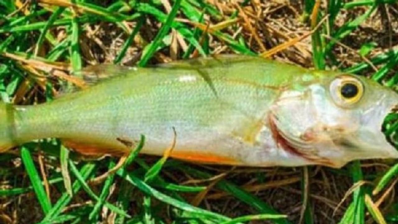 Animal rain : ടെക്സാസിൽ മീൻമഴ, ആകാശത്ത് നിന്നും പെയ്‍തിറങ്ങിയത് മീനുകൾ, അന്തംവിട്ട് കാഴ്ച്ചക്കാർ