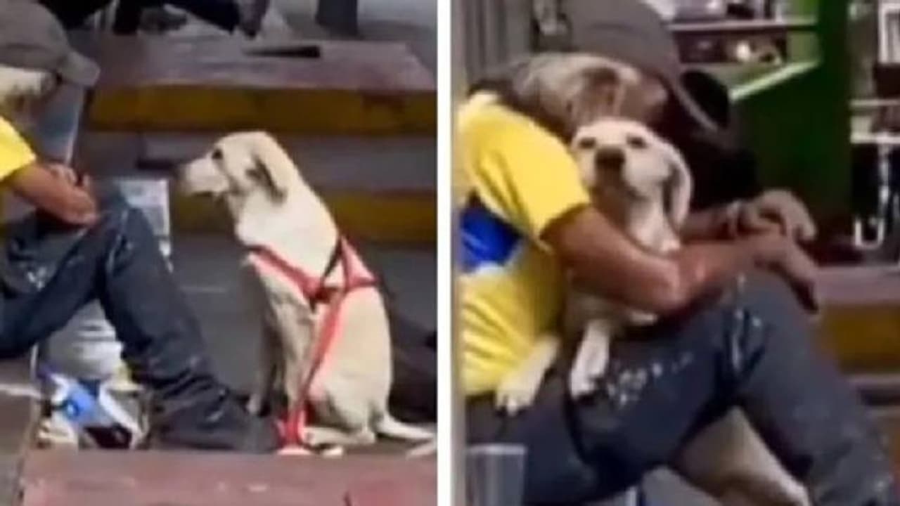 വീടില്ലാത്ത മനുഷ്യനെ കെട്ടിപ്പിടിച്ച് ആശ്വാസം നൽകി ഒരു നായ, കണ്ണും മനസും നിറയ്ക്കുന്ന വീഡിയോ വീടില്ലാത്ത മനുഷ്യനെ കെട്ടിപ്പിടിച്ച് ആശ്വാസം നൽകി ഒരു നായ, കണ്ണും മനസും നിറയ്ക്കുന്ന വീഡിയോ