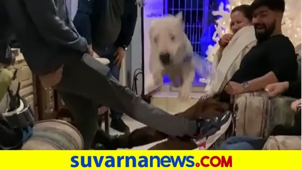 Hurdle Jumps: ಶ್ವಾನದ ಜಂಪಿಂಗ್‌ ಜಪಾಂಗ್‌... ನಕ್ಕು ನಗಿಸುವ ವಿಡಿಯೋ...