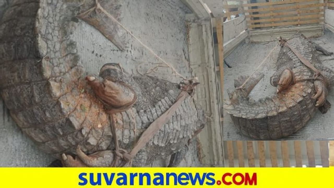Crocodile Found in Mandya : ಶ್ರೀರಂಗಪಟ್ಟಣ ನಾಲೆಯಲ್ಲಿ ಭಾರೀ ಗಾತ್ರದ ಮೊಸಳೆ ಪತ್ತೆ Crocodile Found in Mandya : ಶ್ರೀರಂಗಪಟ್ಟಣ ನಾಲೆಯಲ್ಲಿ ಭಾರೀ ಗಾತ್ರದ ಮೊಸಳೆ ಪತ್ತೆ