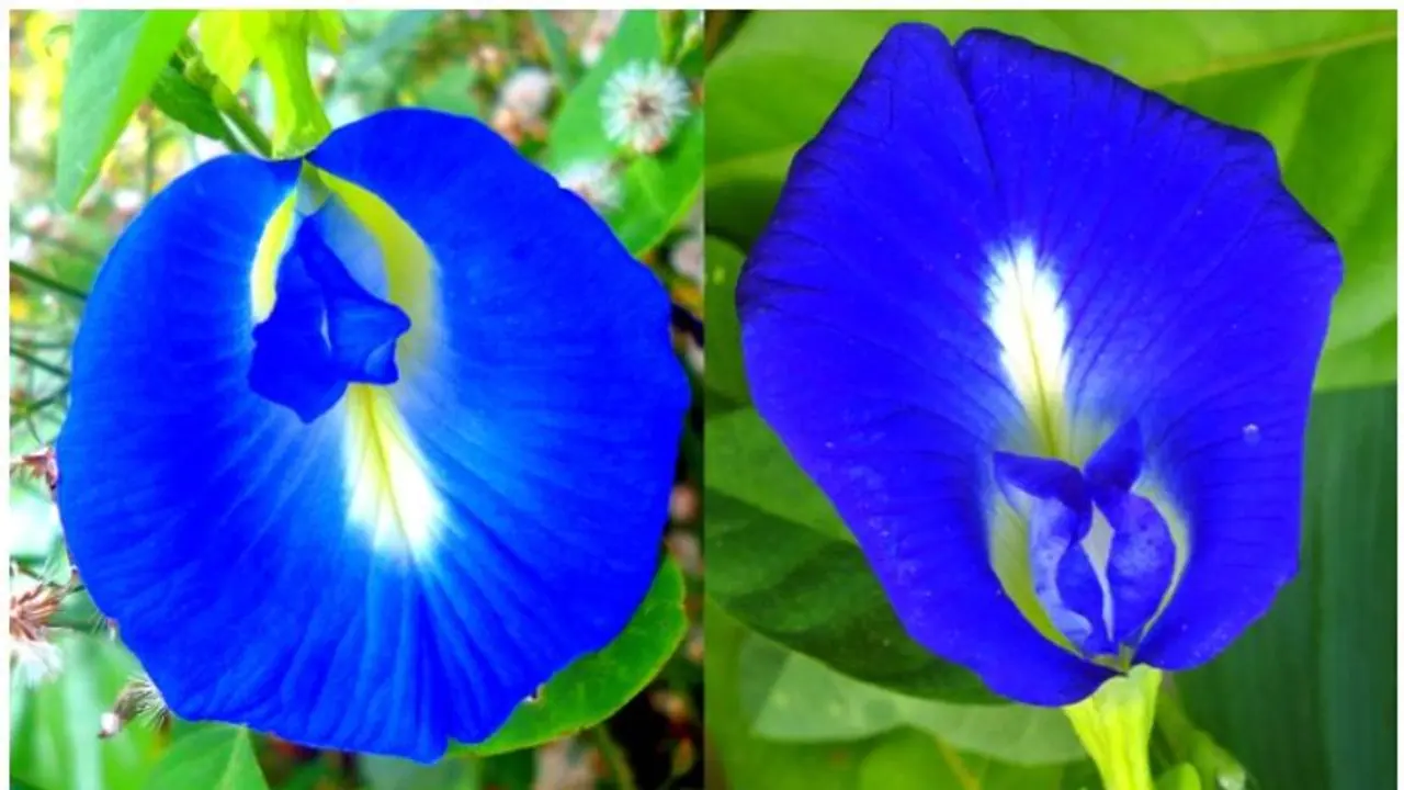 টাকা দেবে নীল রঙের অপরাজিত ফুল আনবে কর্মজীবনে সাফল্য, জানুন ফুল দিয়ে কী করবেন টাকা দেবে নীল রঙের অপরাজিত ফুল আনবে কর্মজীবনে সাফল্য, জানুন ফুল দিয়ে কী করবেন