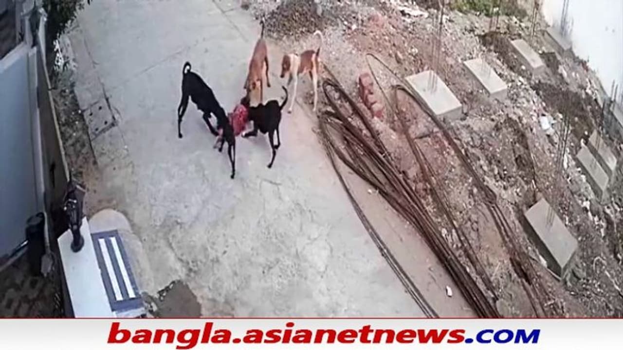 Bhopal Stray Dogs: ৪ বছরের মেয়েকে রক্তাক্ত করল ৫টি কুকুর, ভয়ঙ্কর ভিডিও ভাইরাল Bhopal Stray Dogs: ৪ বছরের মেয়েকে রক্তাক্ত করল ৫টি কুকুর, ভয়ঙ্কর ভিডিও ভাইরাল