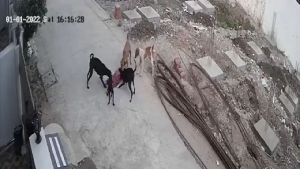 Stray Dogs Attack : തെരുവ് നായ്ക്കൾ കൂട്ടമായി കടിച്ചു കുടഞ്ഞു, ഭോപ്പാലിൽ നാല് വയസ്സുകാരി ആശുപത്രിയിൽ Stray Dogs Attack : തെരുവ് നായ്ക്കൾ കൂട്ടമായി കടിച്ചു കുടഞ്ഞു, ഭോപ്പാലിൽ നാല് വയസ്സുകാരി ആശുപത്രിയിൽ