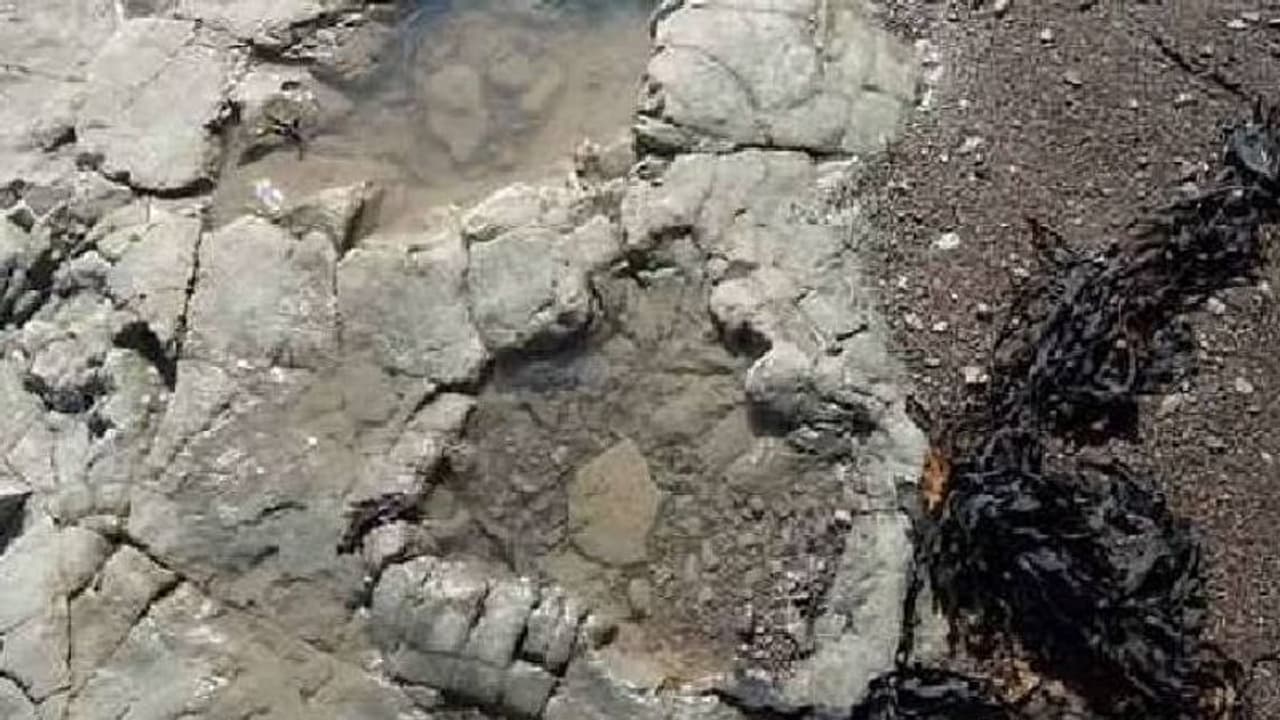 Sauropodomorpha footprint : 20 കോടി വർഷം പഴക്കമുള്ള ദിനോസർ കാൽപ്പാടുകൾ! ഇനത്തെ മനസിലാക്കി ഗവേഷകർ Sauropodomorpha footprint : 20 കോടി വർഷം പഴക്കമുള്ള ദിനോസർ കാൽപ്പാടുകൾ! ഇനത്തെ മനസിലാക്കി ഗവേഷകർ