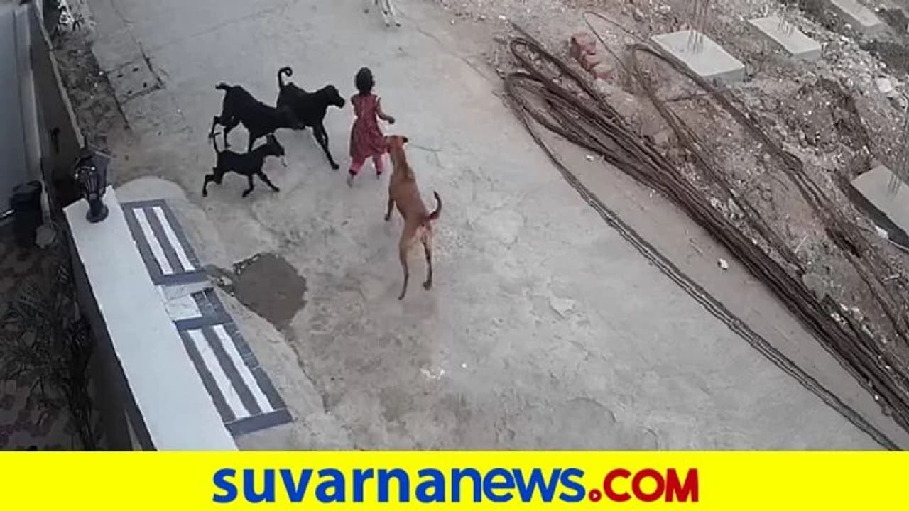ಬೀದಿ ನಾಯಿಗಳ ಅಟ್ಟಹಾಸ, ಆಟವಾಡುತ್ತಿದ್ದ ಪುಟ್ಟ ಕಂದನ ಕಚ್ಚಿ ಎಳೆದಾಡಿದ ಶ್ವಾನಗಳು!