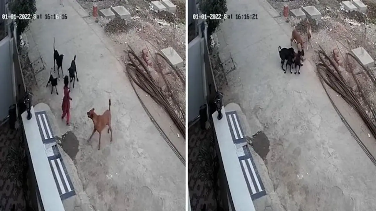 Watch: 4 year old’s nightmare captured on cam; pack of dogs chase, maul, bite girl in Bhopal