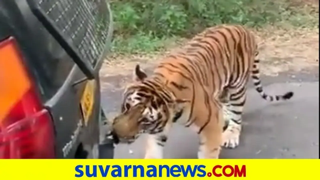 Mahindra Xylo ಬನ್ನೇರುಘಟ್ಟದಲ್ಲಿ ಪ್ರವಾಸಿಗರಿದ್ದ ಸಫಾರಿ ಗಾಡಿಯನ್ನು ಎಳೆದಾಡಿದ ಹುಲಿ... ಆನಂದ್‌ ಮಹೀಂದ್ರಾ ಹೇಳಿದ್ದೇನು..!