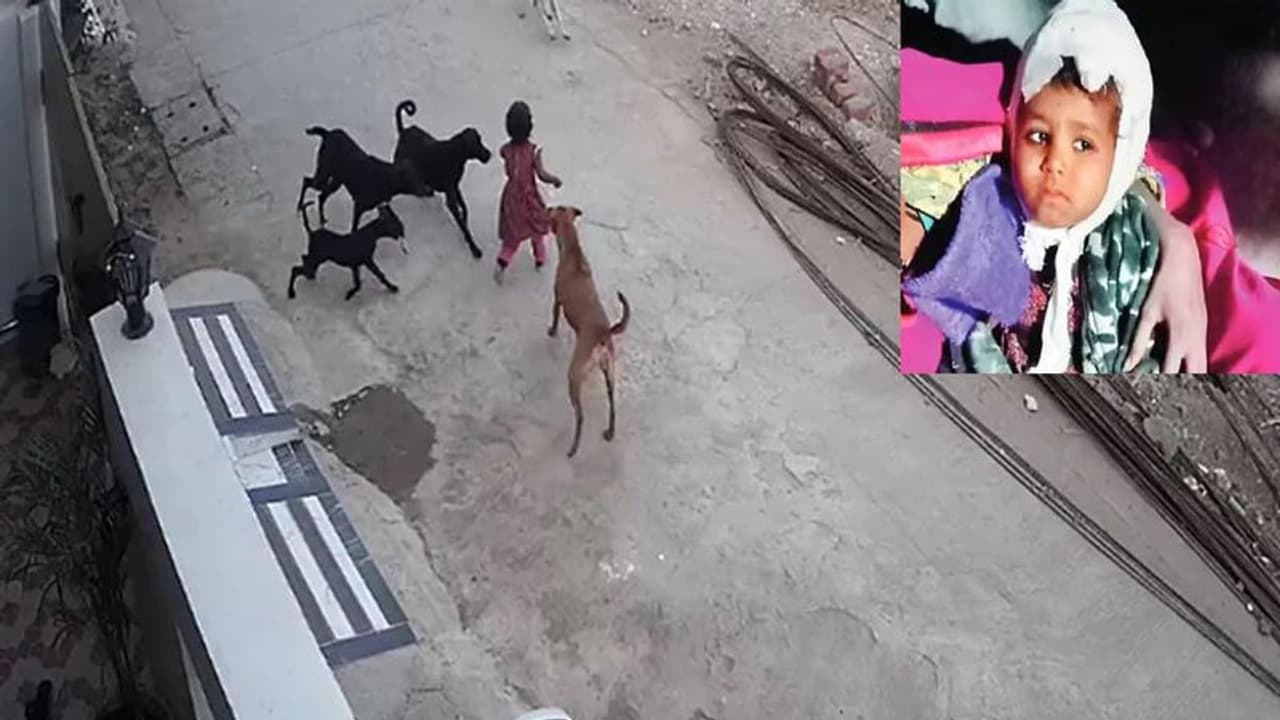 भोपाल में मासूम बच्ची पर आवारा कुत्तों का हमला, नोच नोच कर बुरी तरह किया लहूलुहान..रोंगटे खड़े कर देगा वीडियो भोपाल में मासूम बच्ची पर आवारा कुत्तों का हमला, नोच नोच कर बुरी तरह किया लहूलुहान..रोंगटे खड़े कर देगा वीडियो