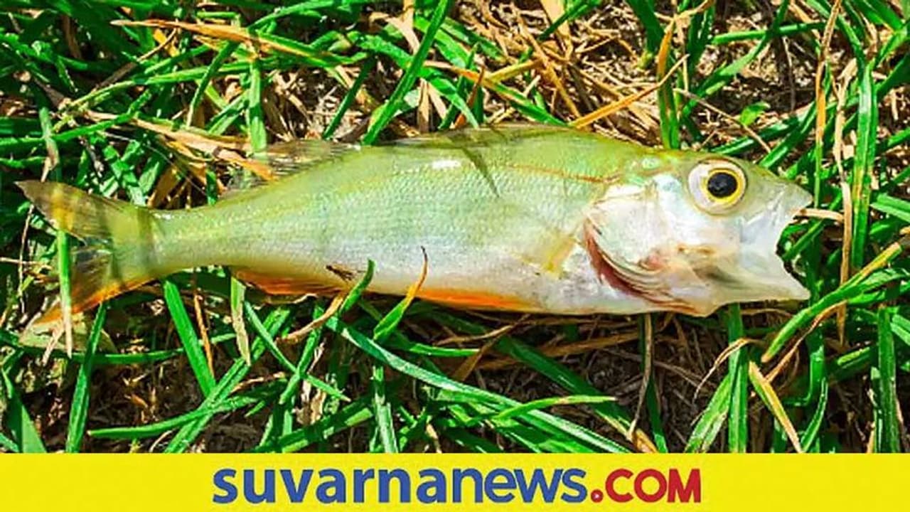 Feng Shui Tips: ಮನೆಯಲ್ಲಿ ಸಂತೋಷ, ನೆಮ್ಮದಿ ಇಲ್ಲವೇ? ಹಾಗಿದ್ರೆ ಈಗ್ಲೇ ಮಾಡಿ ಈ ಕೆಲಸ