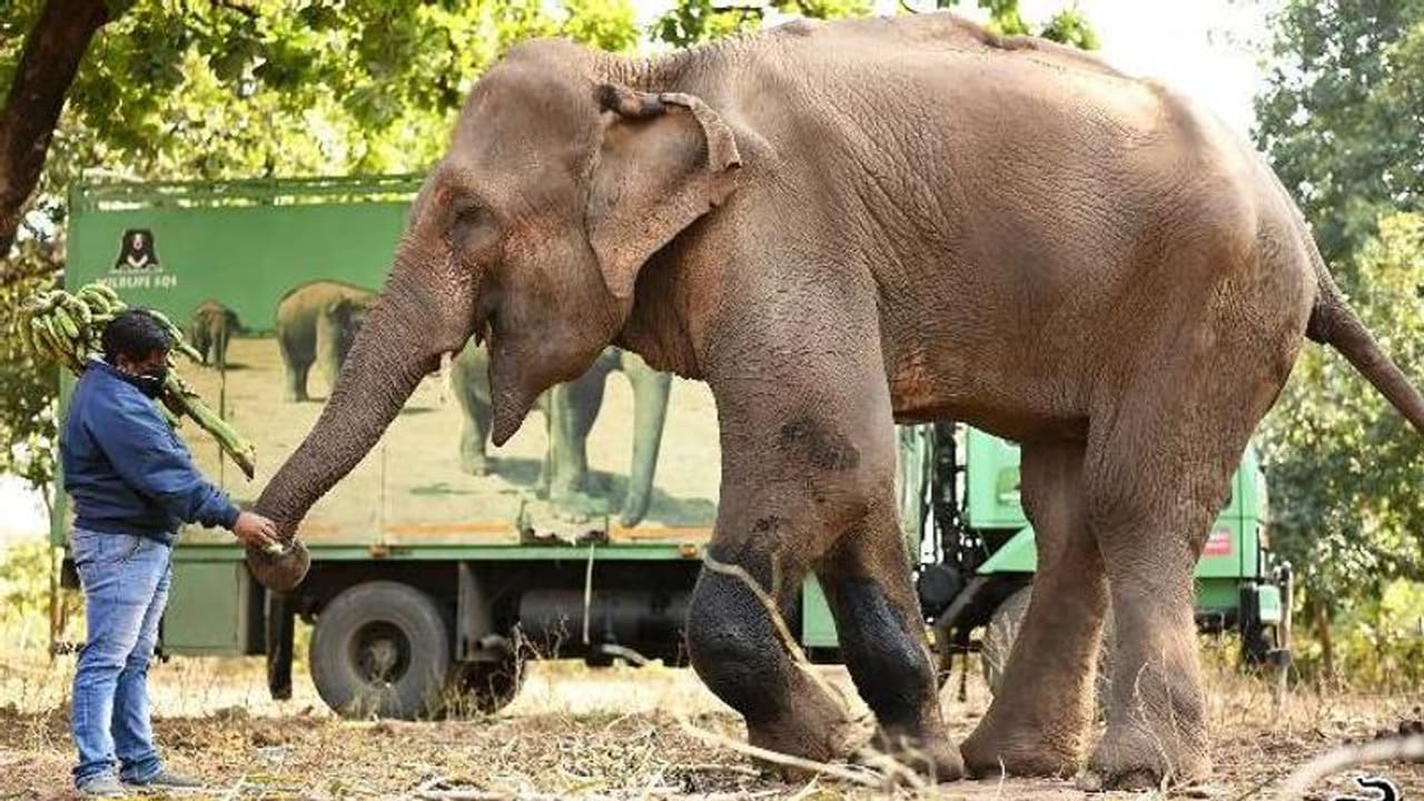 Skinniest Elephant : വീണ്ടുകീറിയ പാദങ്ങളുമായി തെരുവുകളിലിനി ഭിക്ഷ യാചിക്കണ്ട, ലക്ഷ്മിക്ക് മോചനം Skinniest Elephant : വീണ്ടുകീറിയ പാദങ്ങളുമായി തെരുവുകളിലിനി ഭിക്ഷ യാചിക്കണ്ട, ലക്ഷ്മിക്ക് മോചനം