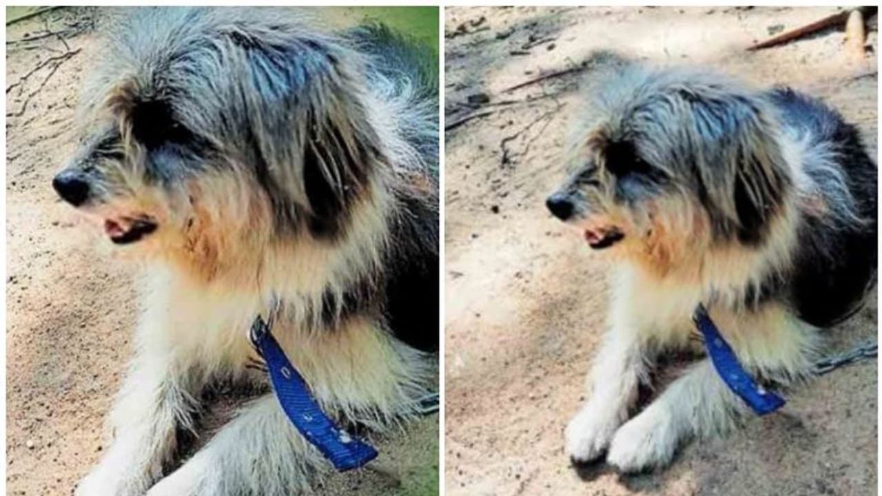 പുതുവര്ഷത്തില് വീട്ടിലെത്തിയത് മുപ്പതിനായിരം വിലയുള്ള അതിഥി; അമ്പരന്ന് വീട്ടുകാര് പുതുവര്ഷത്തില് വീട്ടിലെത്തിയത് മുപ്പതിനായിരം വിലയുള്ള അതിഥി; അമ്പരന്ന് വീട്ടുകാര്