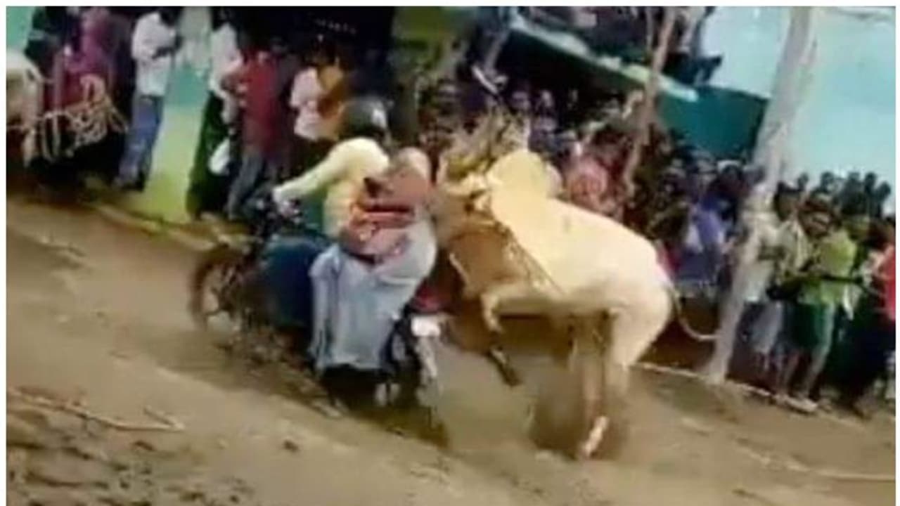 തമിഴ്നാട്ടിൽ ജല്ലിക്കട്ട് പരിശീലനത്തിനിടെ അപകടം; 50 ഓളം പേർക്ക് പരിക്കേറ്റു, സംഘാടകർക്കെതിരെ പൊലീസ് കേസ് തമിഴ്നാട്ടിൽ ജല്ലിക്കട്ട് പരിശീലനത്തിനിടെ അപകടം; 50 ഓളം പേർക്ക് പരിക്കേറ്റു, സംഘാടകർക്കെതിരെ പൊലീസ് കേസ്