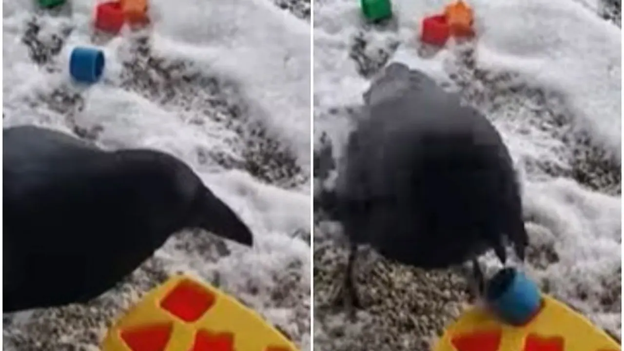 Game playing crow : இனிமே அண்டங்காக்கா னு யாரையாவது திட்டுவீங்க..என்ன ஒரு புத்திசாலி தனம் இந்த காக்காவுக்கு.. Game playing crow : இனிமே அண்டங்காக்கா னு யாரையாவது திட்டுவீங்க..என்ன ஒரு புத்திசாலி தனம் இந்த காக்காவுக்கு..