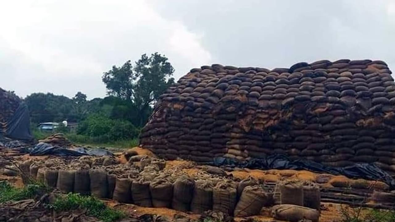 10,000 டன் நெல் நாசம்... அலட்சியமான அதிகாரிகளால் தமிழக அரசுக்கு இத்தன கோடி இழப்பு!! 10,000 டன் நெல் நாசம்... அலட்சியமான அதிகாரிகளால் தமிழக அரசுக்கு இத்தன கோடி இழப்பு!!