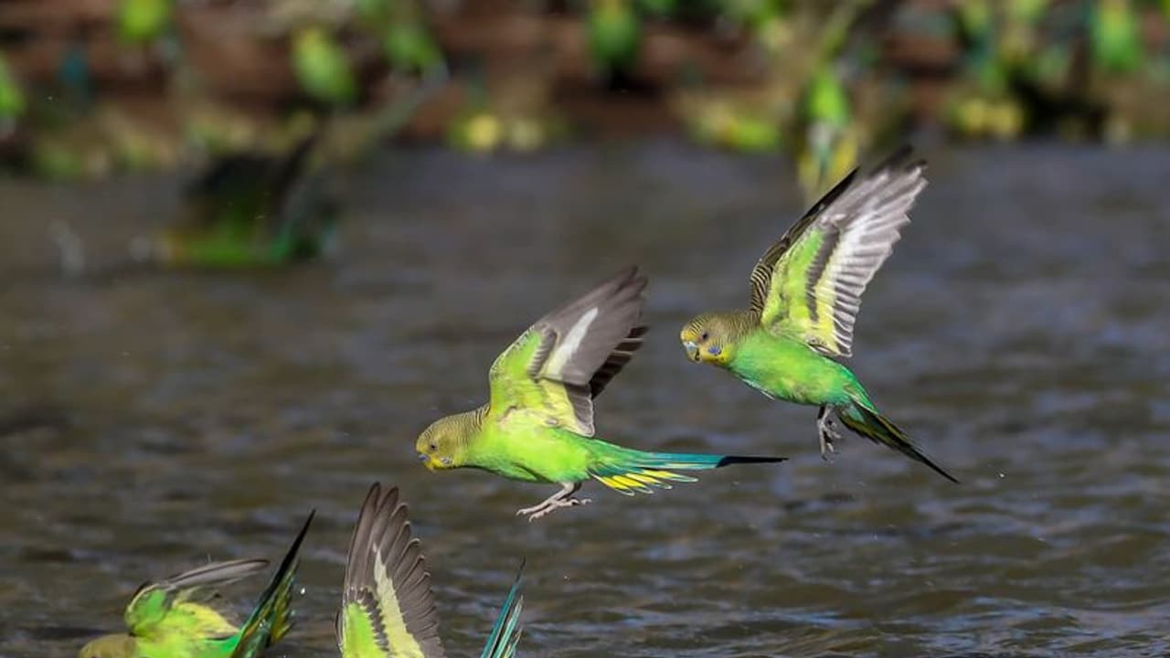 জলপাইগুড়িতে পাখি শিকার করার অভিযোগে গ্রেফতার ৪, পলাতক দুইজনের খোঁজে বনবিভাগ জলপাইগুড়িতে পাখি শিকার করার অভিযোগে গ্রেফতার ৪, পলাতক দুইজনের খোঁজে বনবিভাগ