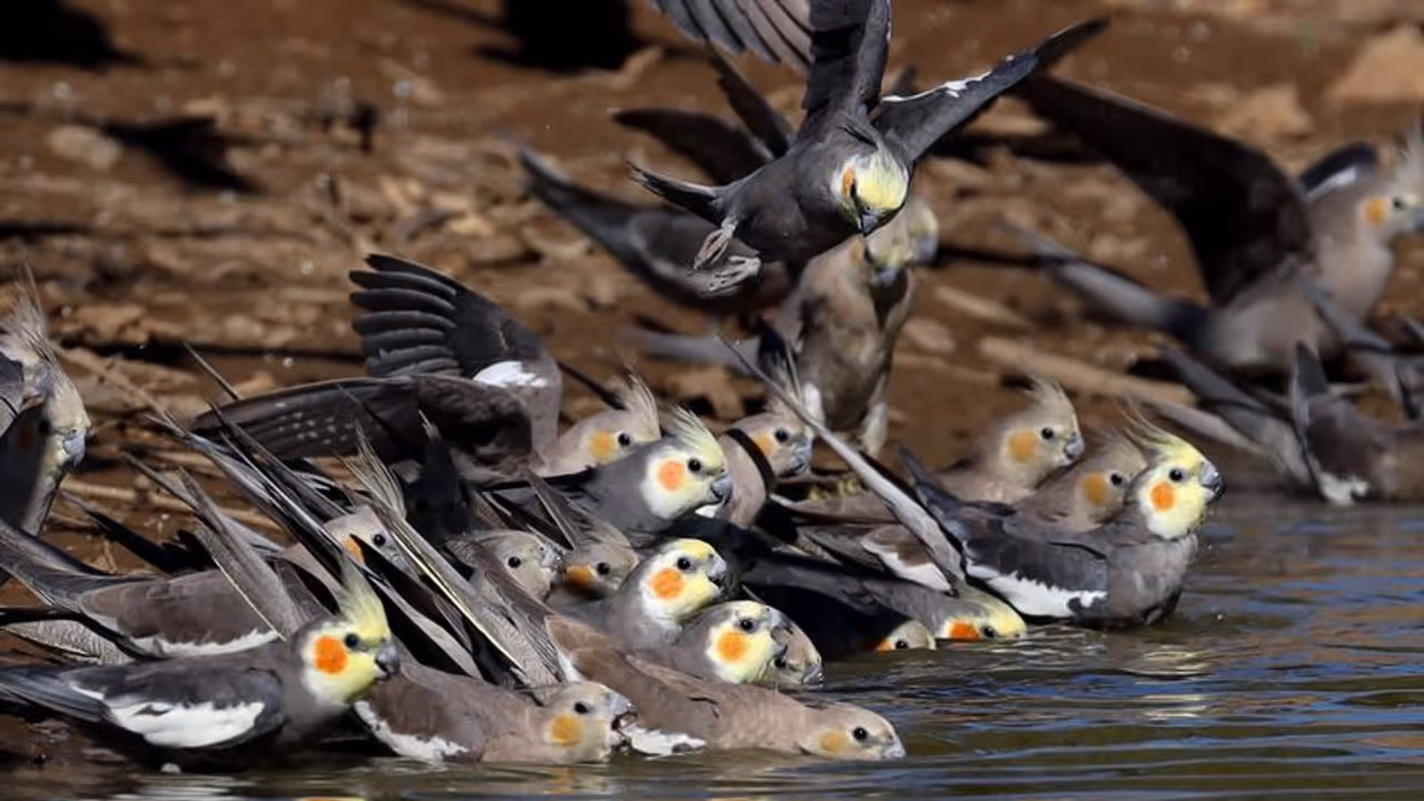 ఆకాశం నుంచి కుప్పలుగా రాలి పడిన పక్షులు.. వీడియో..! ఆకాశం నుంచి కుప్పలుగా రాలి పడిన పక్షులు.. వీడియో..!