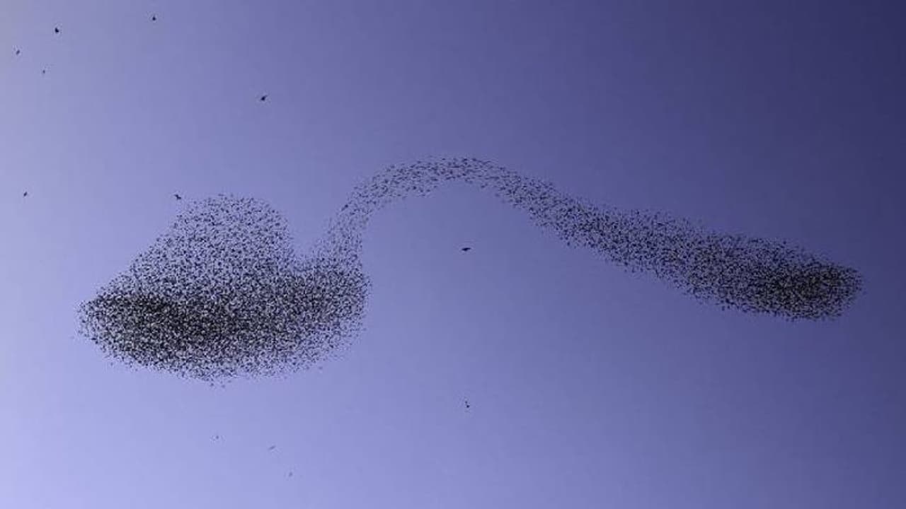 Albert Keshet : പഞ്ചസാര നിറച്ച ഒരു വളഞ്ഞ സ്പൂണിന്റെ ആകൃതിയിൽ പക്ഷിക്കൂട്ടം, വൈറലായി ചിത്രം Albert Keshet : പഞ്ചസാര നിറച്ച ഒരു വളഞ്ഞ സ്പൂണിന്റെ ആകൃതിയിൽ പക്ഷിക്കൂട്ടം, വൈറലായി ചിത്രം