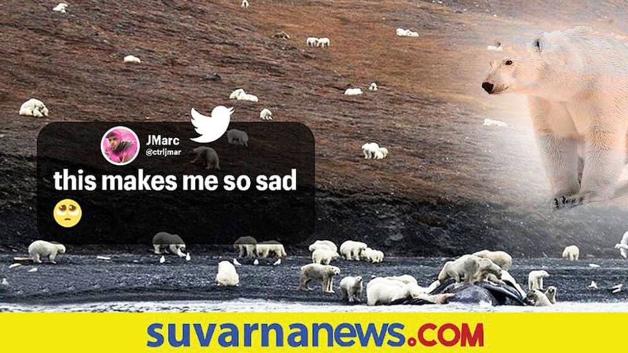 Climate Change: ಅಲಾಸ್ಕಾದಿಂದ ರಷ್ಯಾಗೆ ವಲಸೆ ಹೋಗುತ್ತಿರುವ ಹಿಮ ಕರಡಿಗಳು Climate Change: ಅಲಾಸ್ಕಾದಿಂದ ರಷ್ಯಾಗೆ ವಲಸೆ ಹೋಗುತ್ತಿರುವ ಹಿಮ ಕರಡಿಗಳು