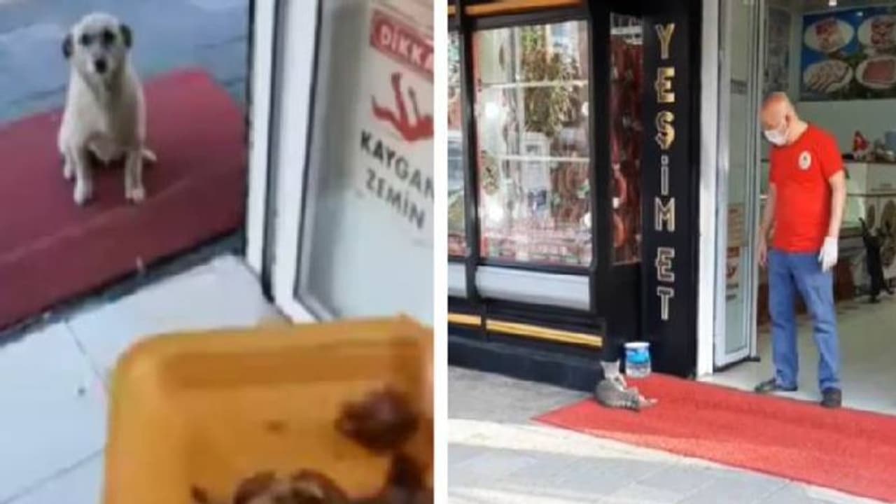 എല്ലാ ദിവസവും തെരുവിലെ മൃ​ഗങ്ങൾക്ക് ഭക്ഷണം നൽകുന്ന മനുഷ്യൻ, വൈറലായി വീഡിയോ