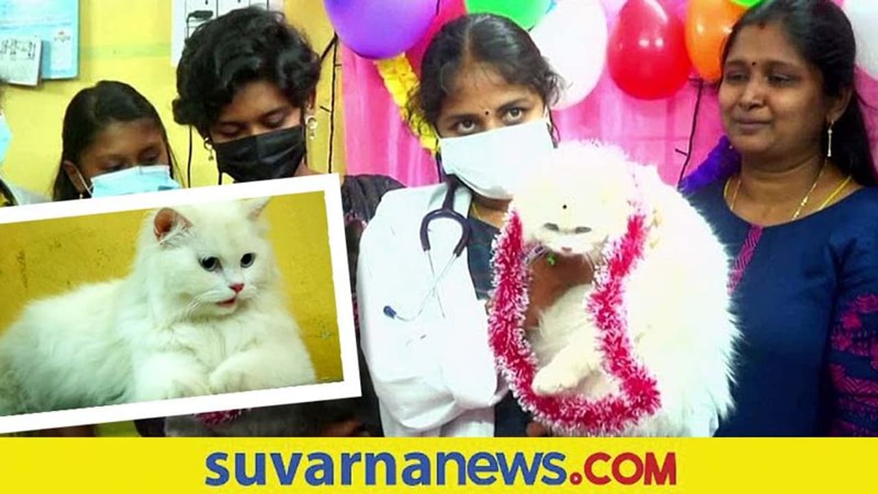 Baby Shower For Cat : ಗರ್ಭಿಣಿ ಬೆಕ್ಕಿಗೆ ಸೀಮಂತ ಮಾಡಿದ ತಮಿಳುನಾಡಿನ ಕುಟುಂಬ