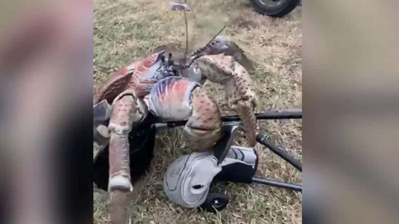 Viral Viedo : 'ഹമ്പോ, രാക്ഷസന്‍ ഞണ്ട്' ; വൈറലായി വീഡിയോ...