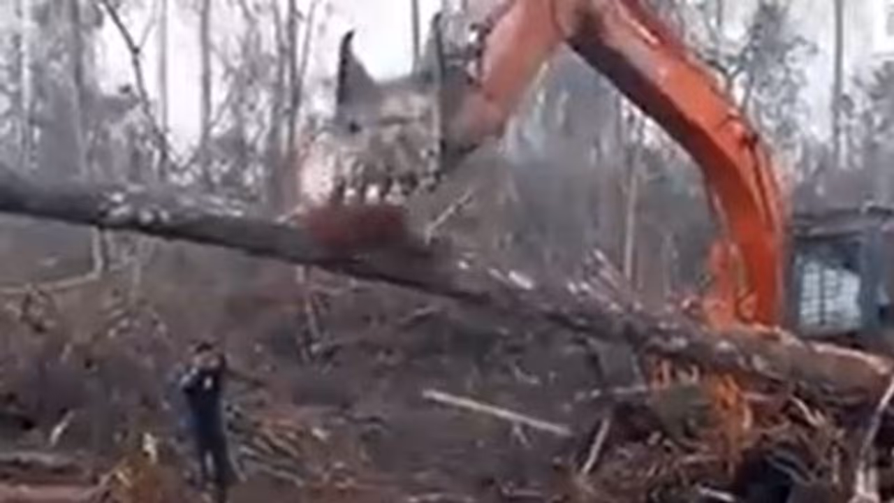 जब जंगल उजाड़ रहे शख्स से भिड़ गया बंदर, देखिए रुला देने वाला यह वीडियो जब जंगल उजाड़ रहे शख्स से भिड़ गया बंदर, देखिए रुला देने वाला यह वीडियो