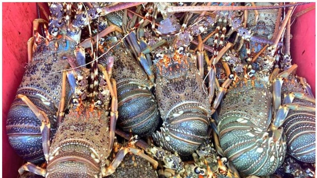 Lobsters seized : ഒമാനില് അനധികൃതമായി 'ലോബ്സ്റ്റർ' കടത്തിയ വാഹനം പിടിച്ചെടുത്തു Lobsters seized : ഒമാനില് അനധികൃതമായി 'ലോബ്സ്റ്റർ' കടത്തിയ വാഹനം പിടിച്ചെടുത്തു