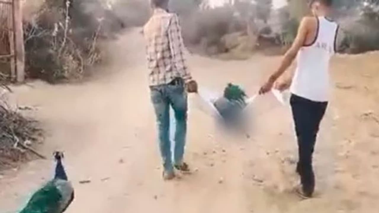 साथी से बिछड़ने का असहनीय दर्द : दोस्त की अंतिम यात्रा में शामिल हुआ मोर, देखिए रुला देने वाला यह वीडियो साथी से बिछड़ने का असहनीय दर्द : दोस्त की अंतिम यात्रा में शामिल हुआ मोर, देखिए रुला देने वाला यह वीडियो