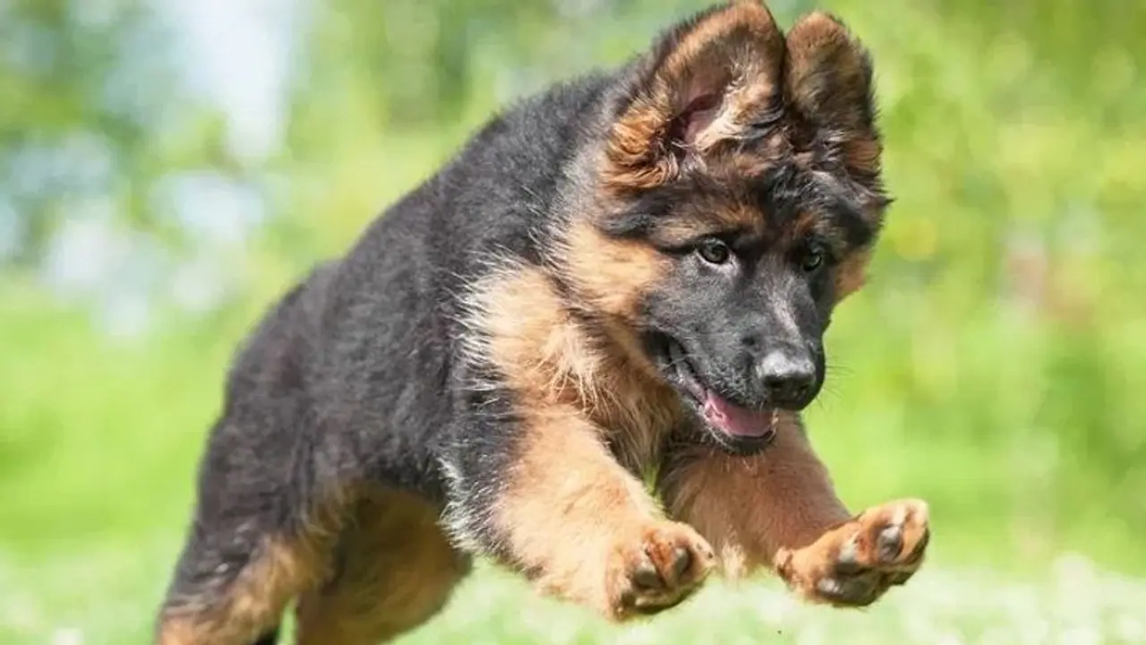 एक्सीडेंट में बुरी तरह घायल था व्यक्ति, तब पालतू कुत्ते ने बचाई अपने मालिक की जान एक्सीडेंट में बुरी तरह घायल था व्यक्ति, तब पालतू कुत्ते ने बचाई अपने मालिक की जान