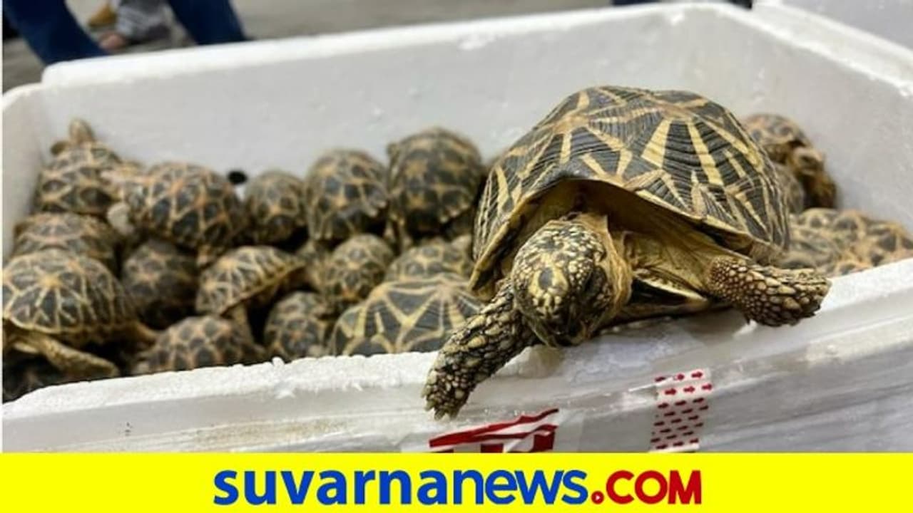 Smuggling Attempt Busted : ಚೆನ್ನೈ ಏರ್‌ಪೋರ್ಟ್‌ನಲ್ಲಿ 1364 ಜೀವಂತ ನಕ್ಷತ್ರ ಆಮೆಗಳ ಜಪ್ತಿ