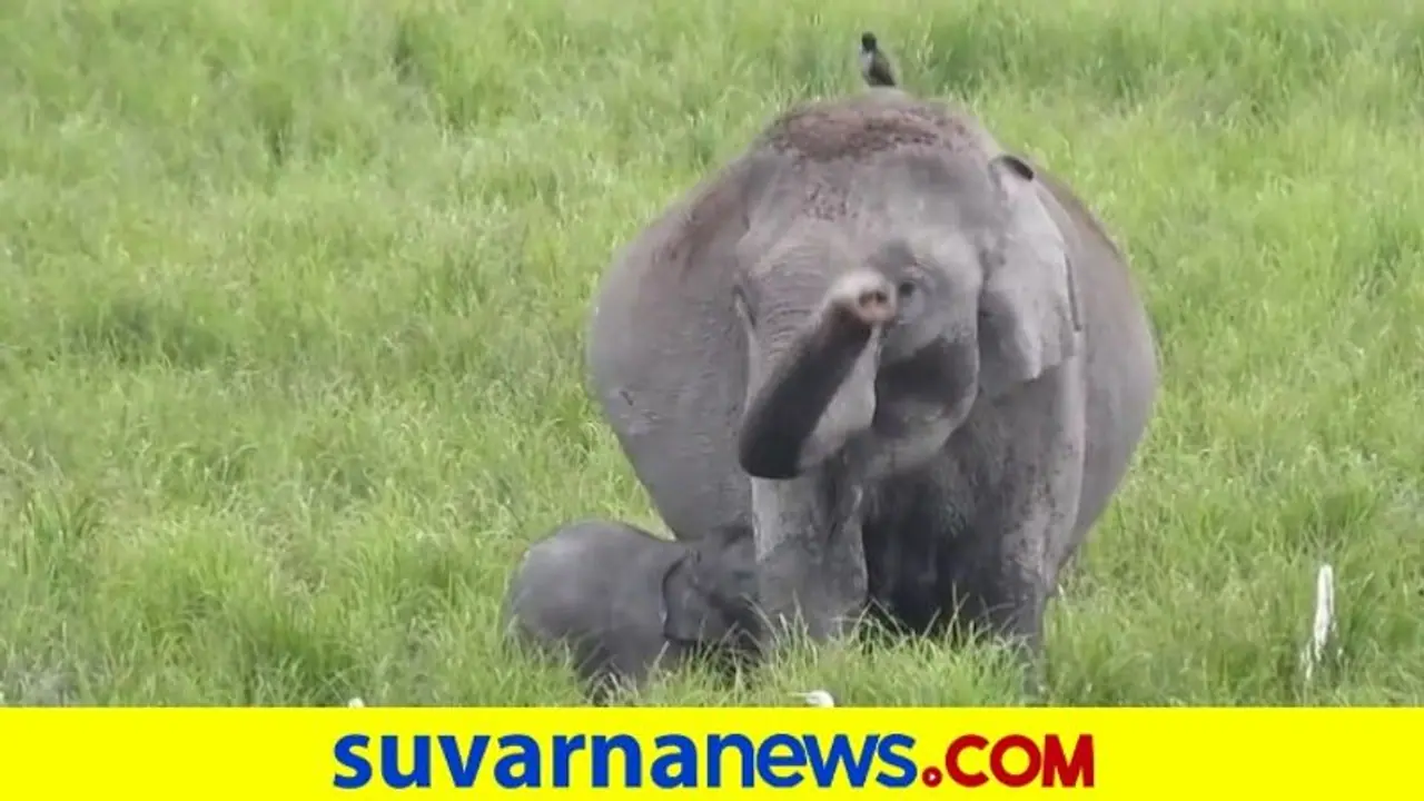 ತಾಯಿ ಆನೆಯೊಂದು ಮರಿಯಾನೆಗೆ ತಿನಿಸುವ ಸುಂದರ ವಿಡಿಯೋ...
