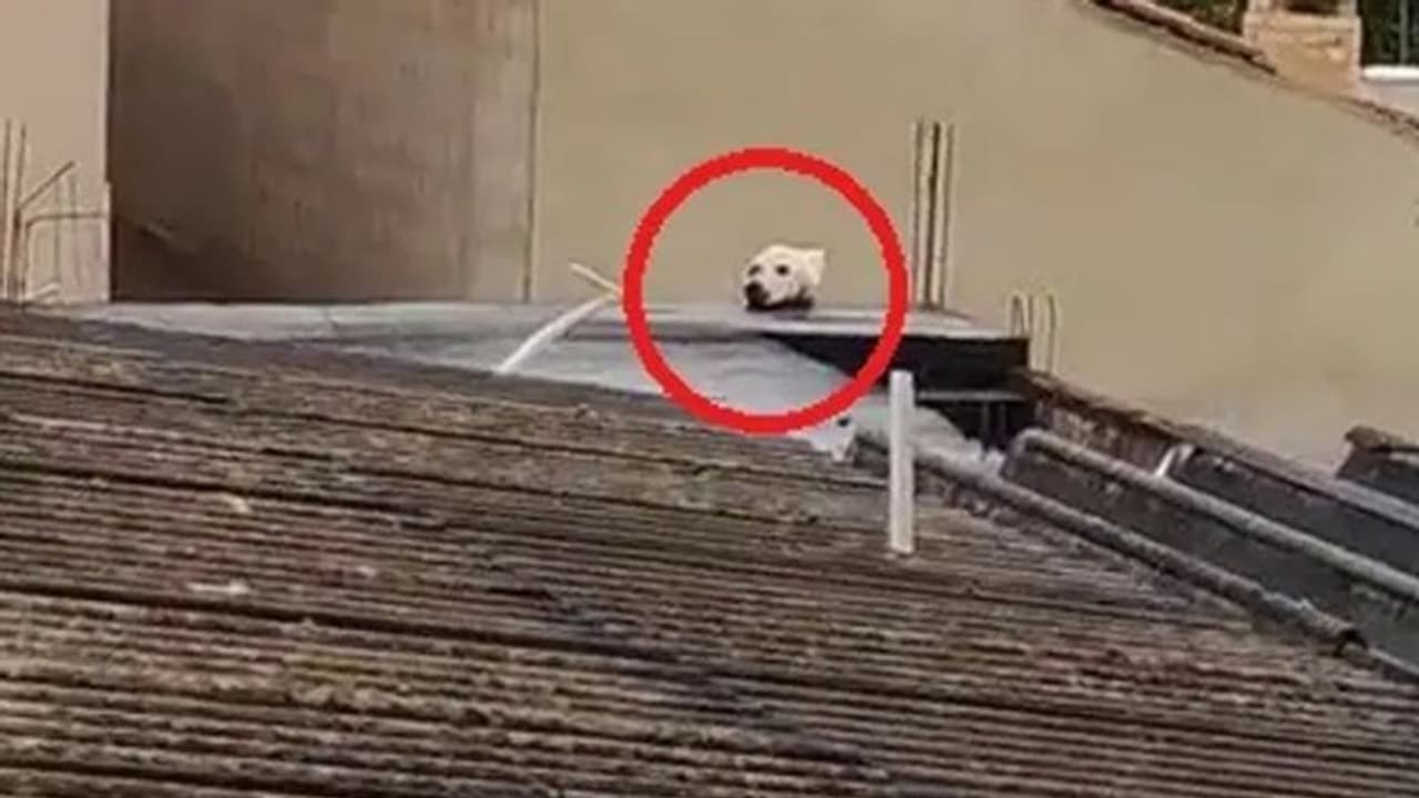 Viral Video : ഇതൊരു നായ അല്ലെന്ന് പറഞ്ഞാല്‍ നിങ്ങള്‍ വിശ്വസിക്കുമോ? കാണാം വീഡിയോ...