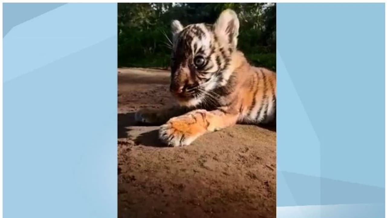 തിമിര ചികിത്സ; പെരിയാര്‍സങ്കേതത്തിലെ കടുവക്കുട്ടിക്ക് മരുന്ന് അമേരിക്കയില്‍ നിന്ന്